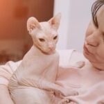 Review Sphynx cat 8